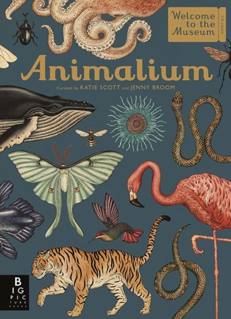 Animalium by Jenny Broom Katie Scott