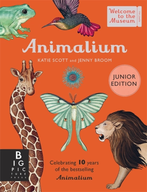 Animalium (Junior Edition) by Jenny Broom Katie Scott